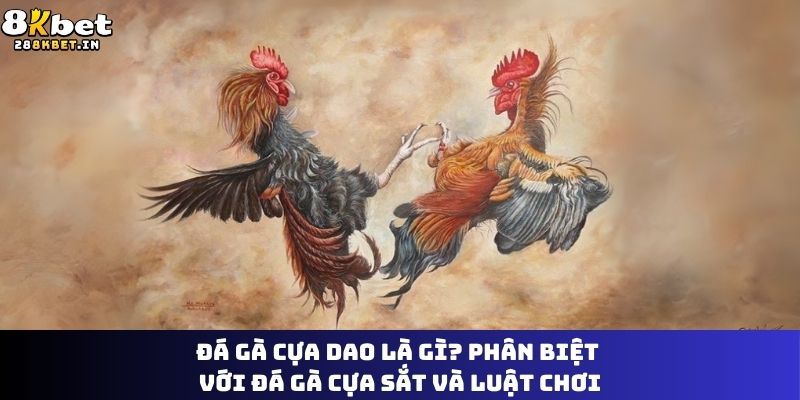 Đá gà cựa dao